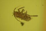 Fossil Fly, Aphid & Pseudoscorpion Claw In Baltic Amber #50660-3
